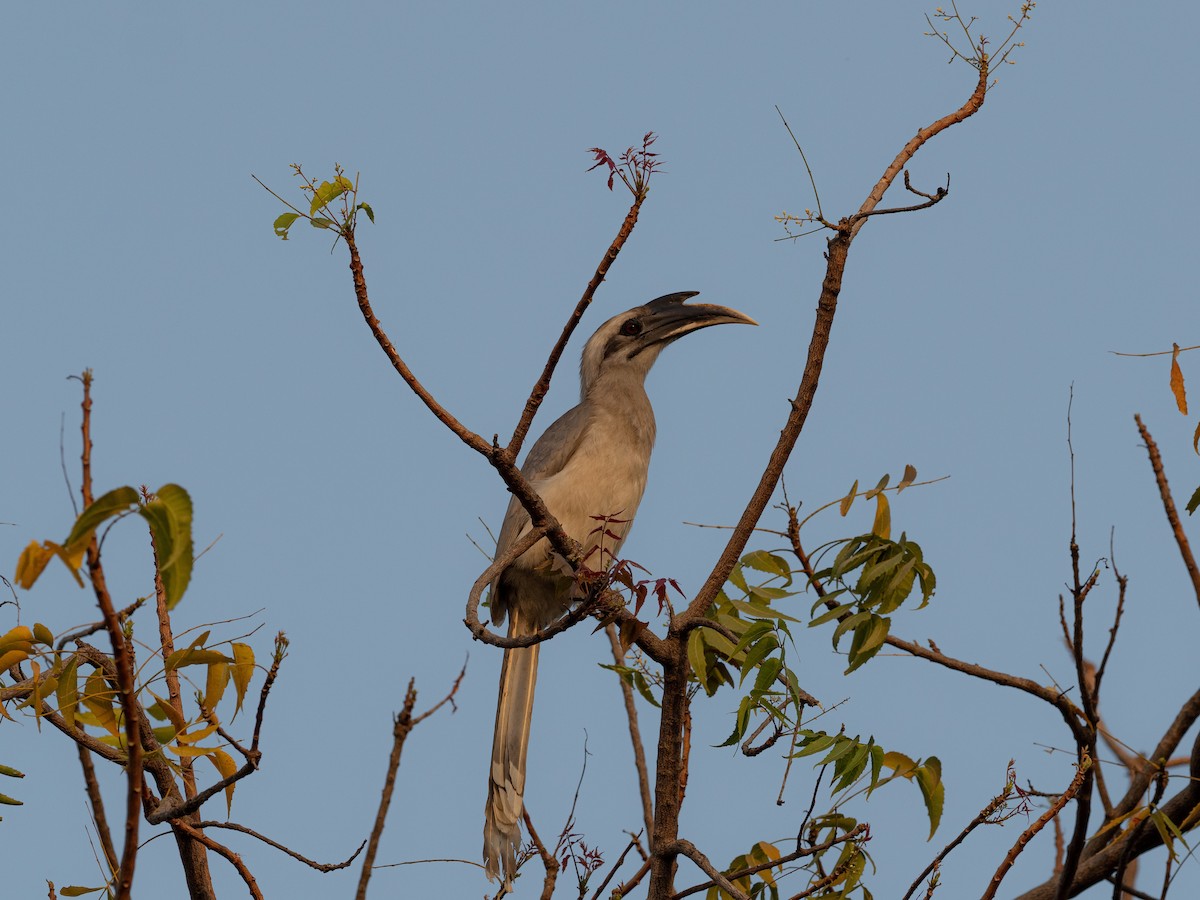 Indian Gray Hornbill - ML616188883