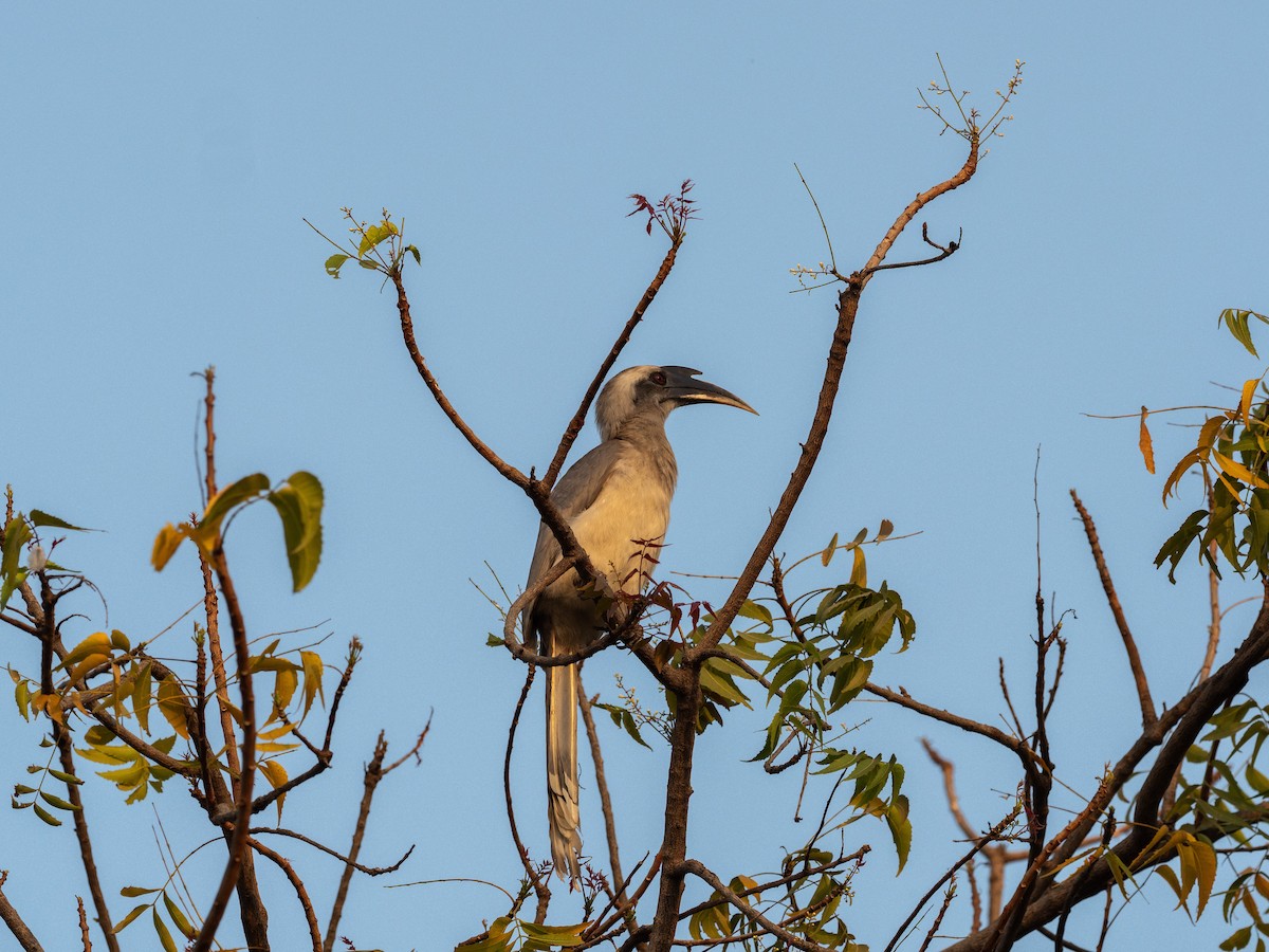 Indian Gray Hornbill - ML616188884