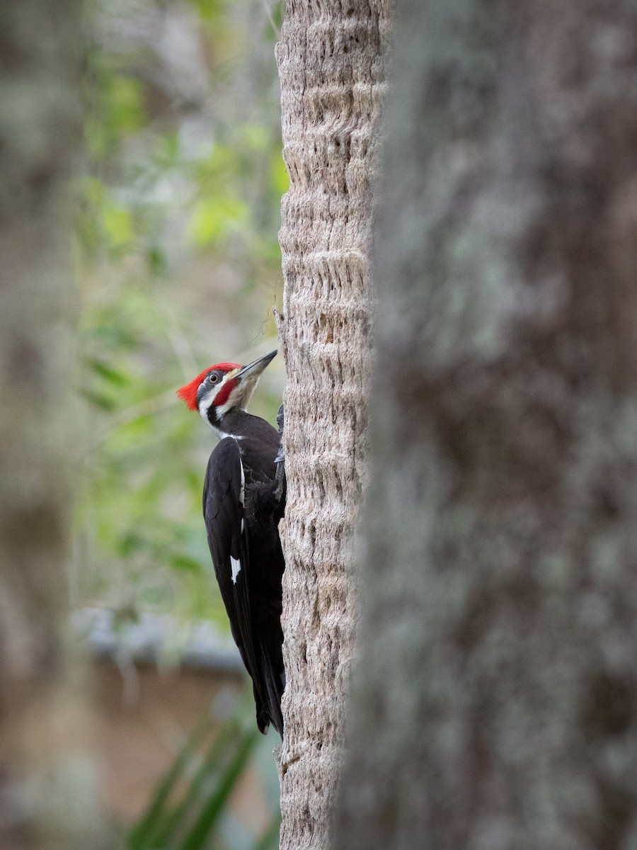 Pileated Woodpecker - Dominick Fenech