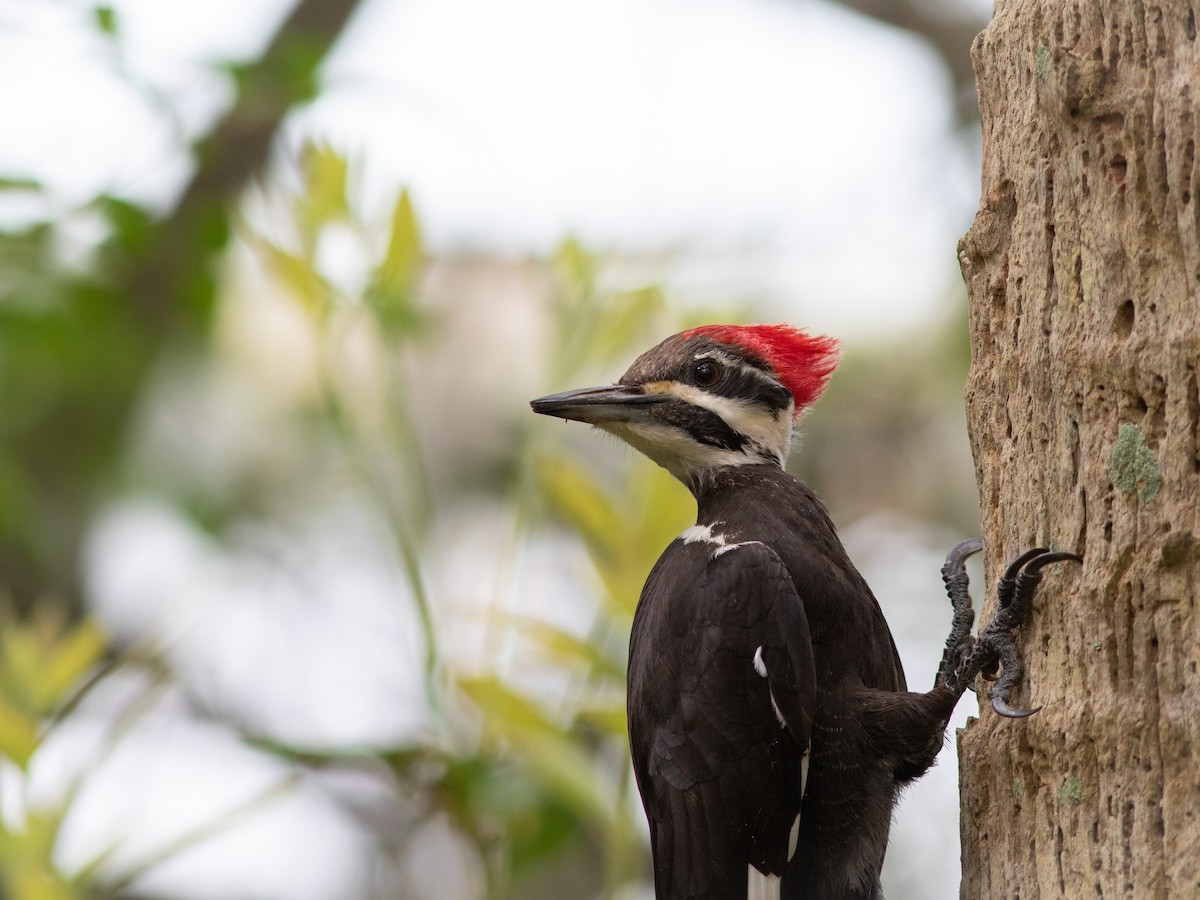 Pileated Woodpecker - Dominick Fenech