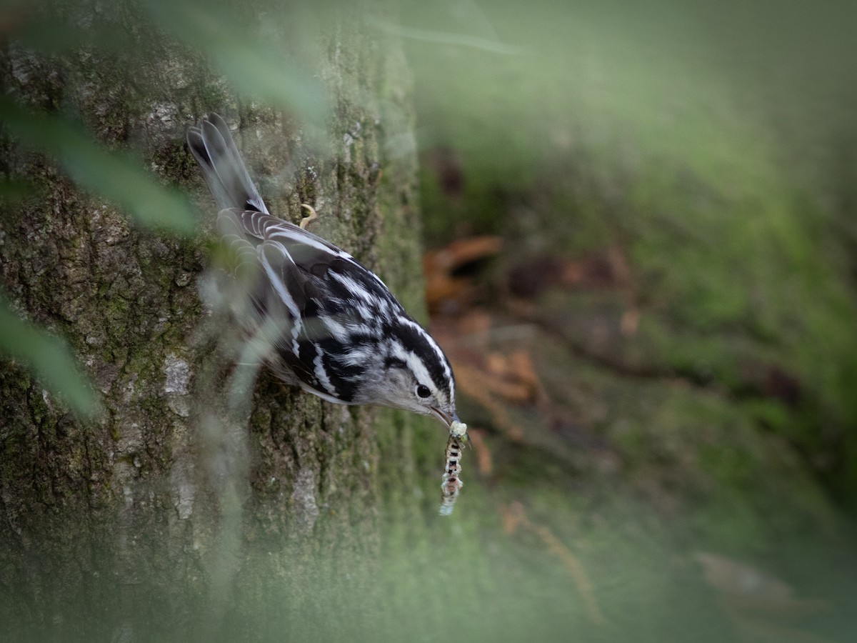 Black-and-white Warbler - Dominick Fenech