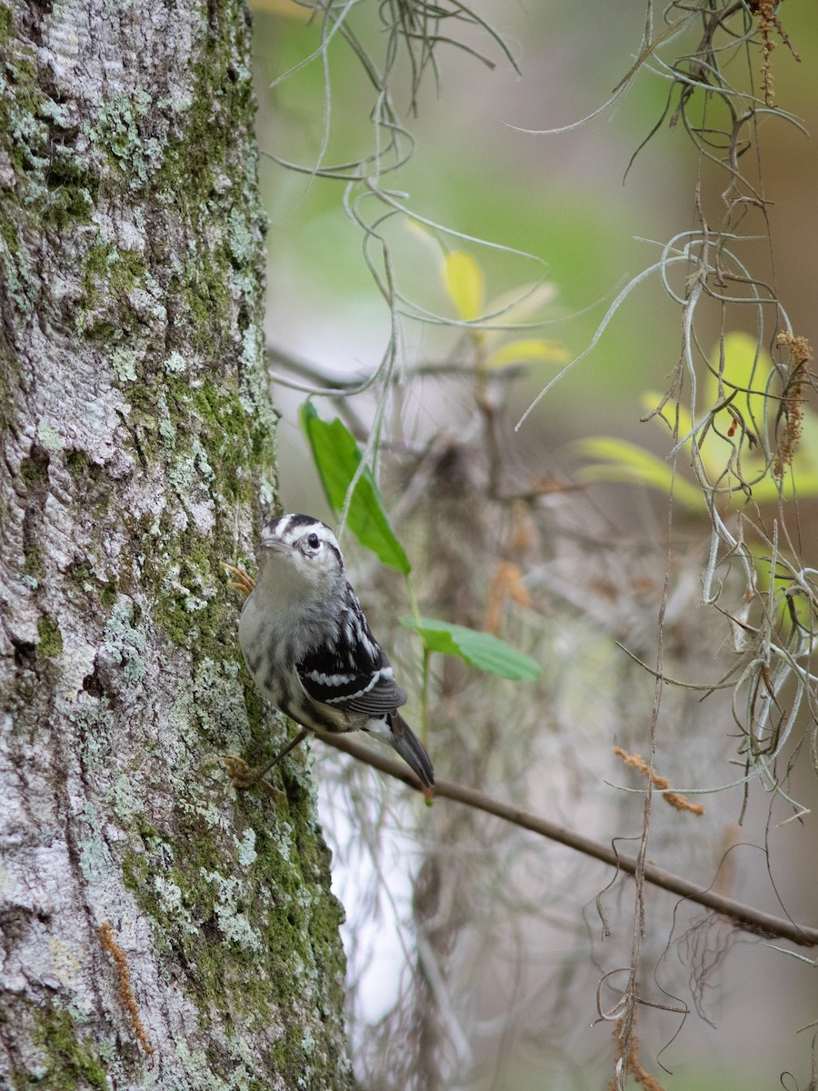 Black-and-white Warbler - Dominick Fenech