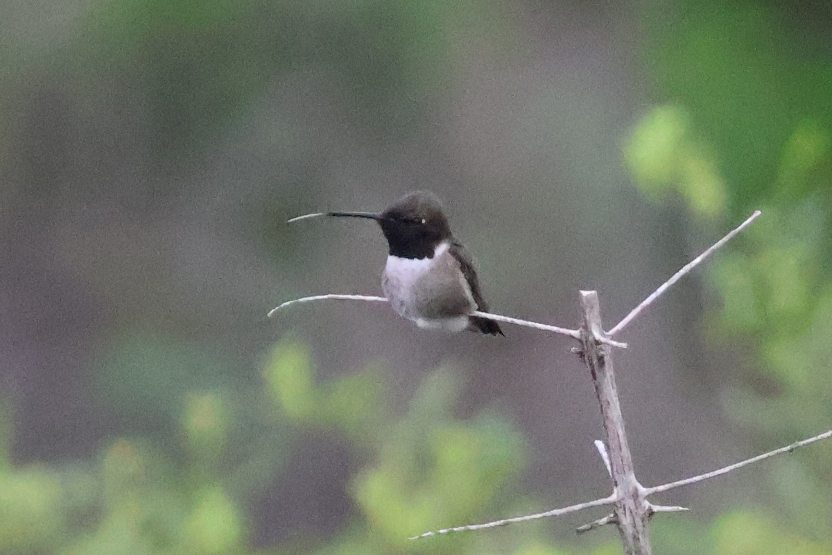 Black-chinned Hummingbird - ML616189034