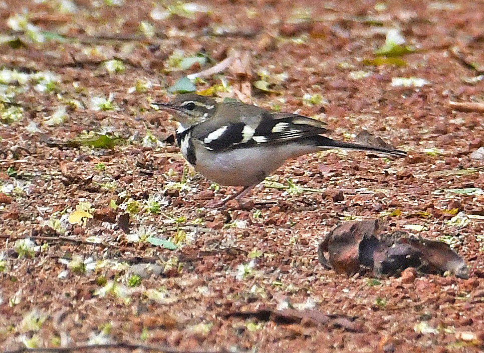 Forest Wagtail - ML616189126