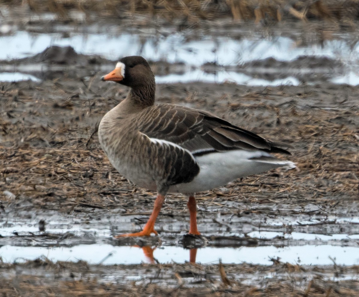 Greater White-fronted Goose - ML616189130