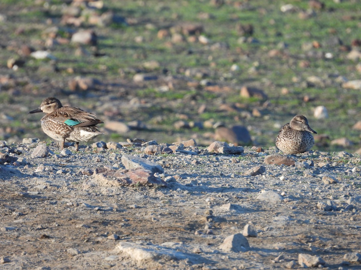 Green-winged Teal - ML616189295