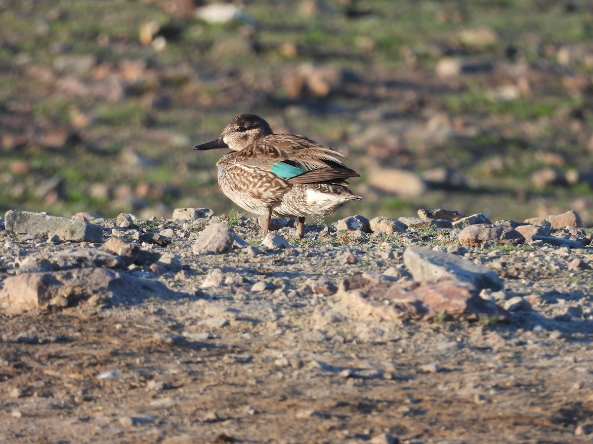 Green-winged Teal - ML616189301
