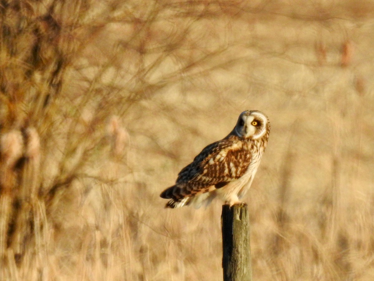 Short-eared Owl - ML616189315