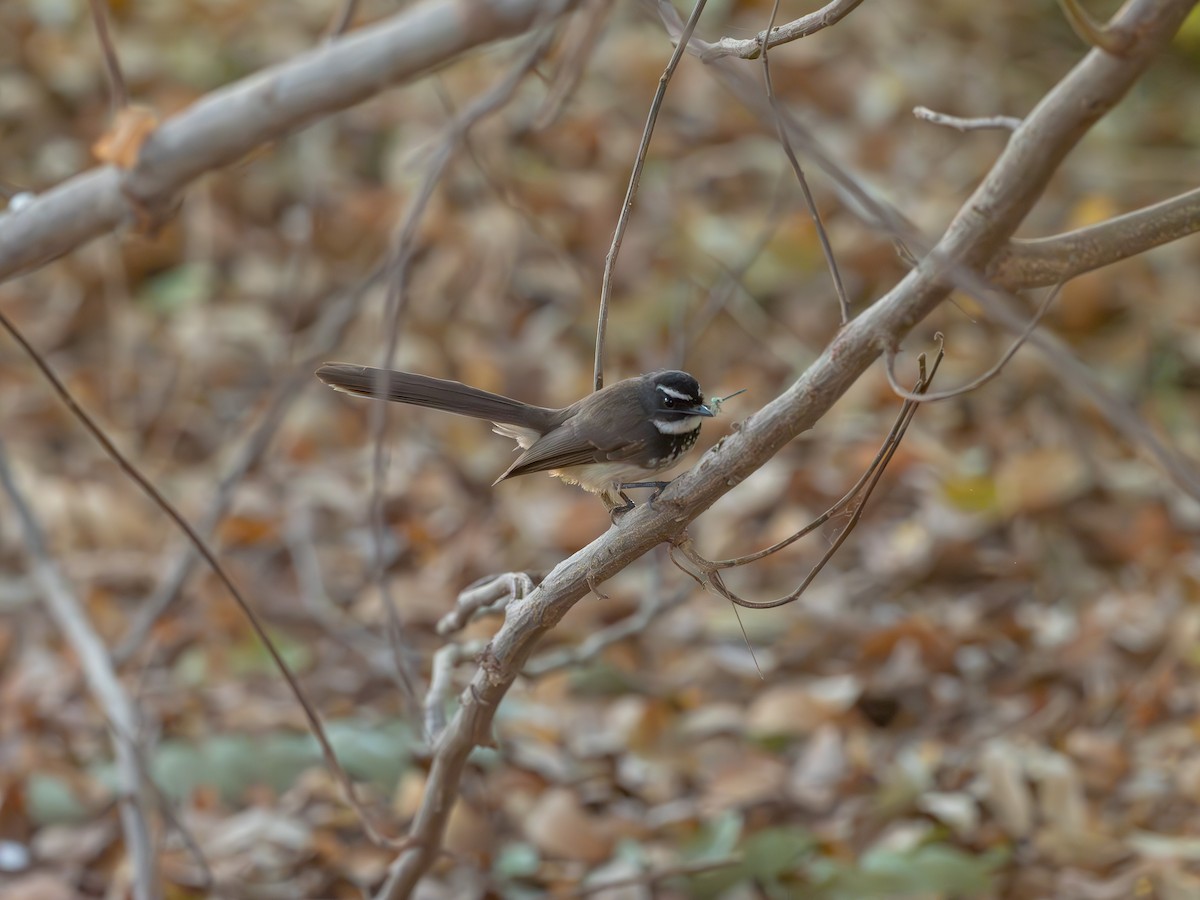 Spot-breasted Fantail - ML616189358