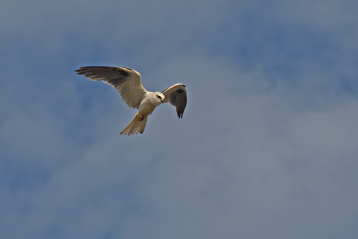 Black-shouldered Kite - ML616189404