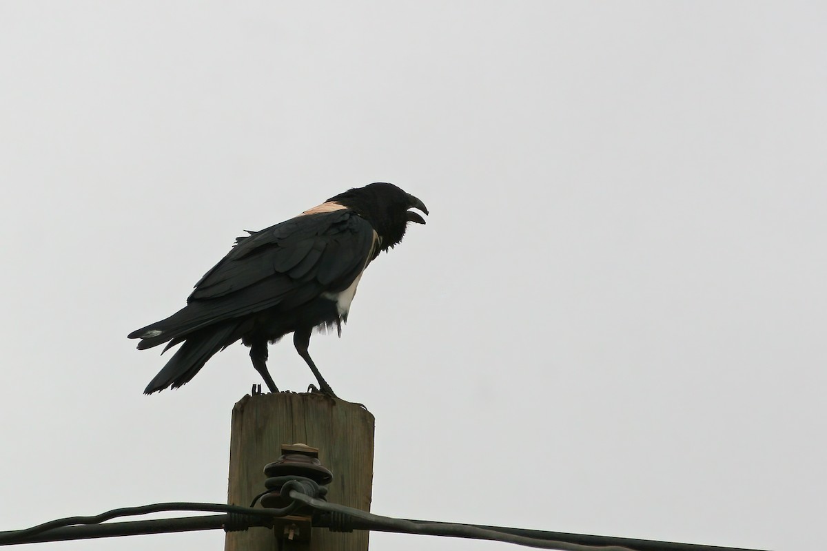 Pied Crow - ML616189567