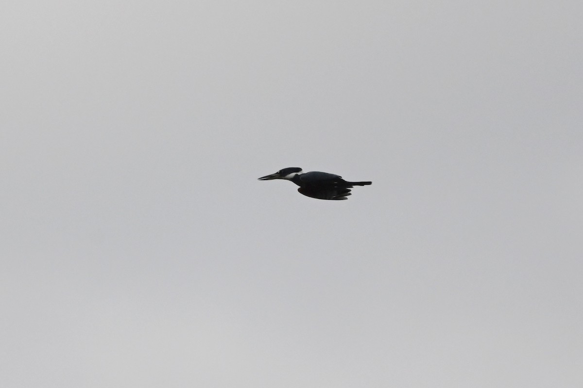Ringed Kingfisher (Northern) - ML616189793