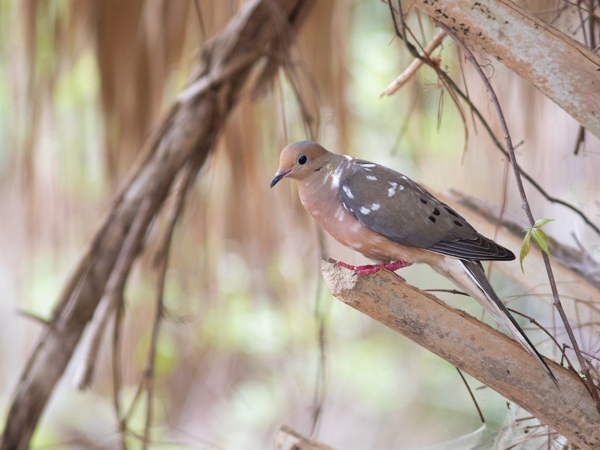 Mourning Dove - Dominick Fenech