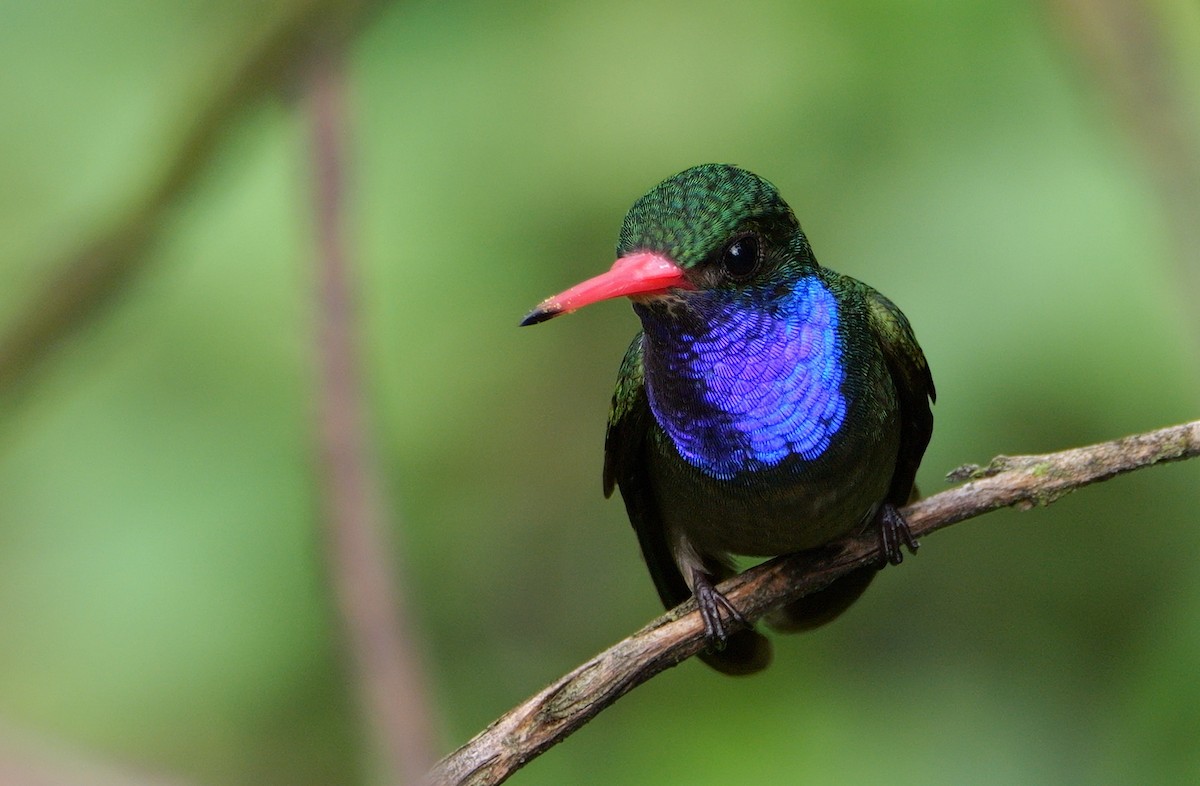 Blue-throated Goldentail - ML616189881