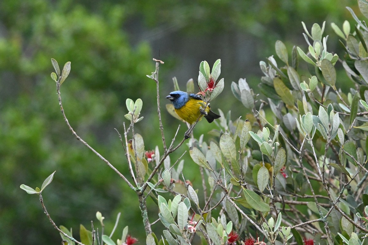 Blue-and-yellow Tanager (Green-mantled) - ML616189947