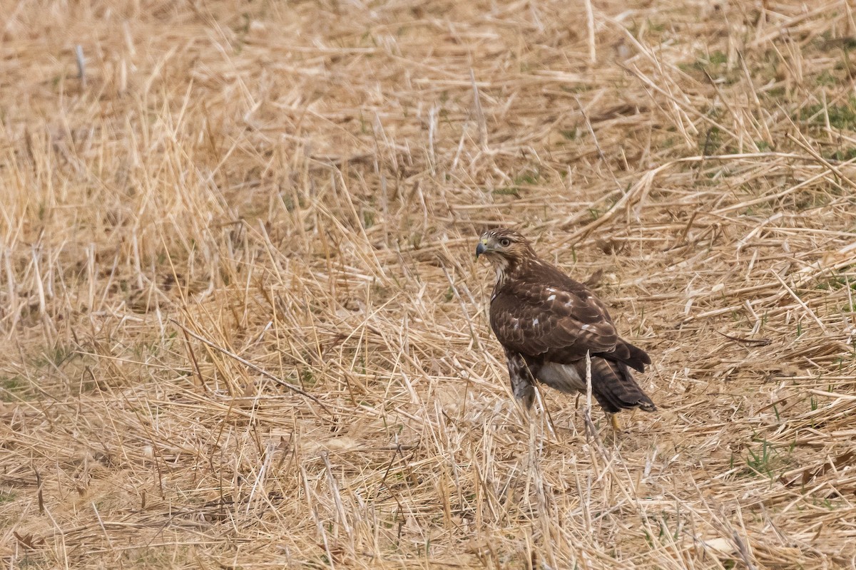 Red-tailed Hawk - ML616190071
