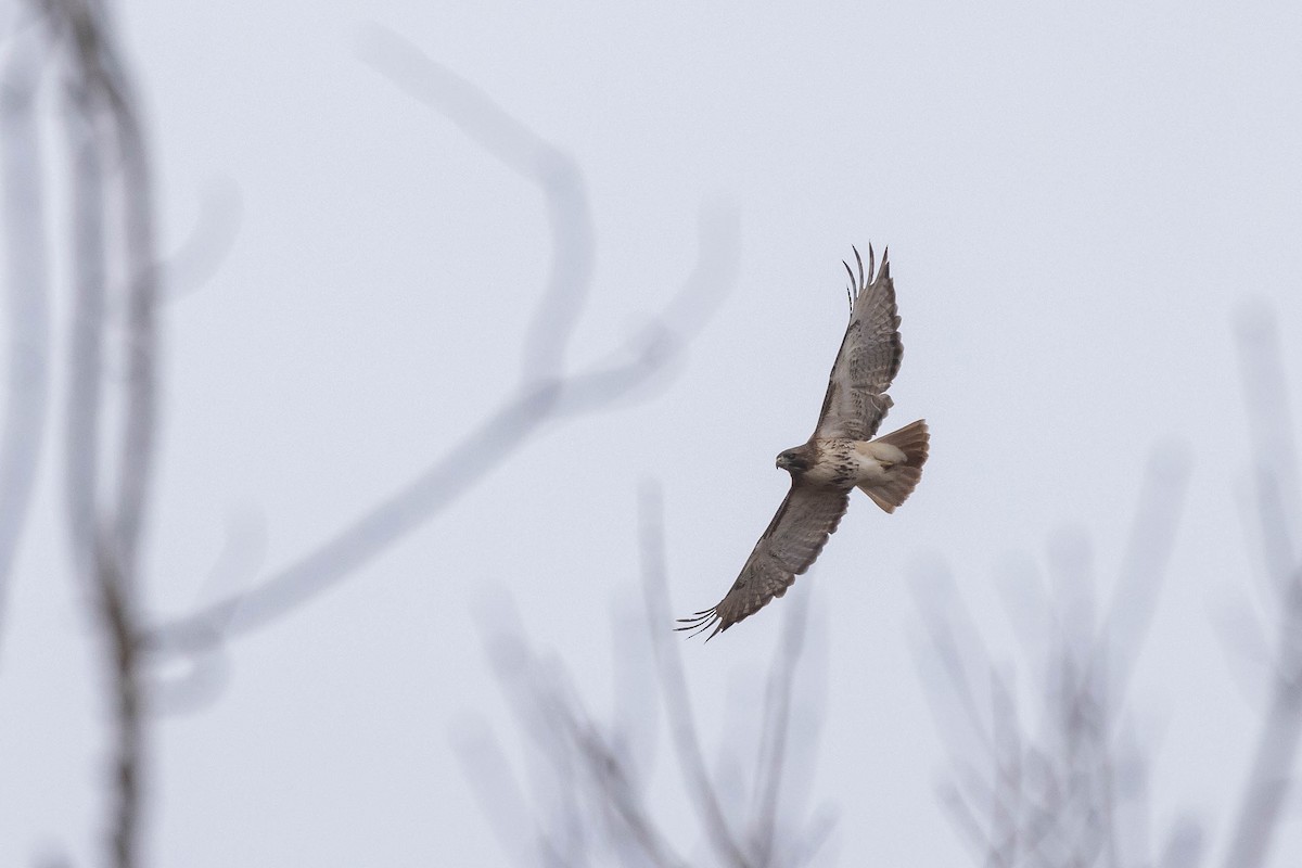 Red-tailed Hawk (borealis) - ML616190076