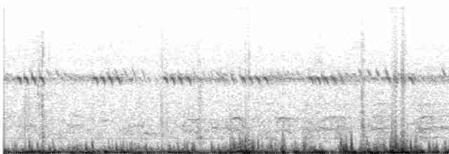 Höhennachtschwalbe (poliocephalus) - ML616190140