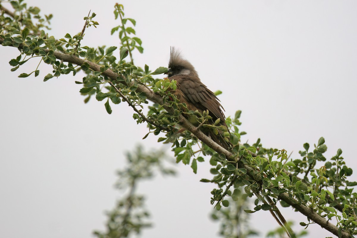Speckled Mousebird - ML616190222