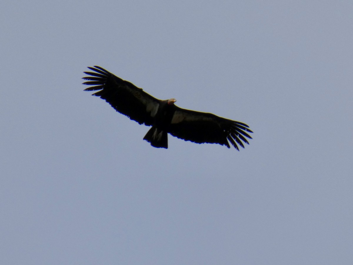 California Condor - ML616190278