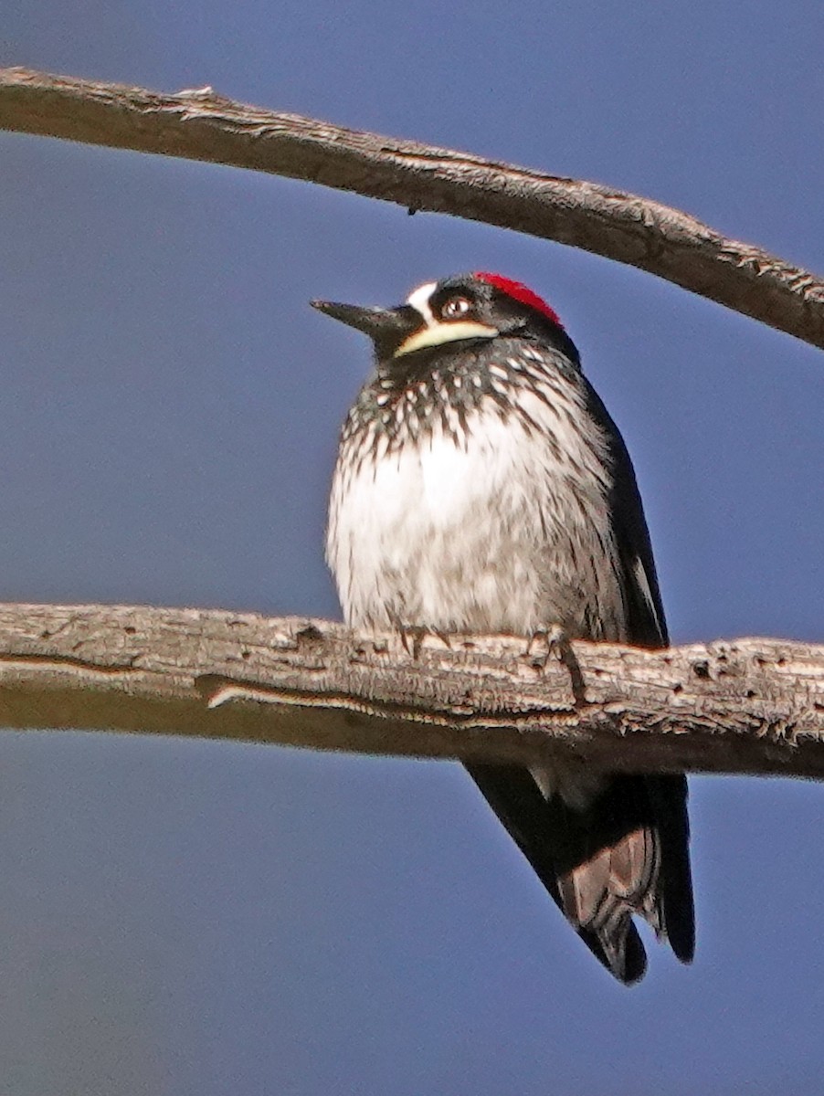 Acorn Woodpecker - ML616190385