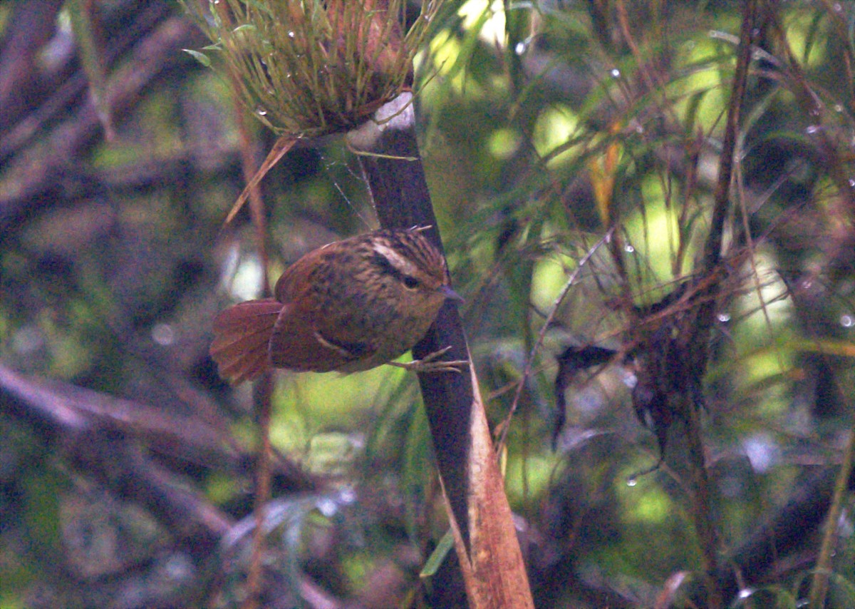 Rufous-tailed Antbird - ML616190411