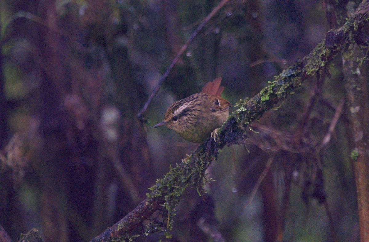 Rufous-tailed Antbird - ML616190412