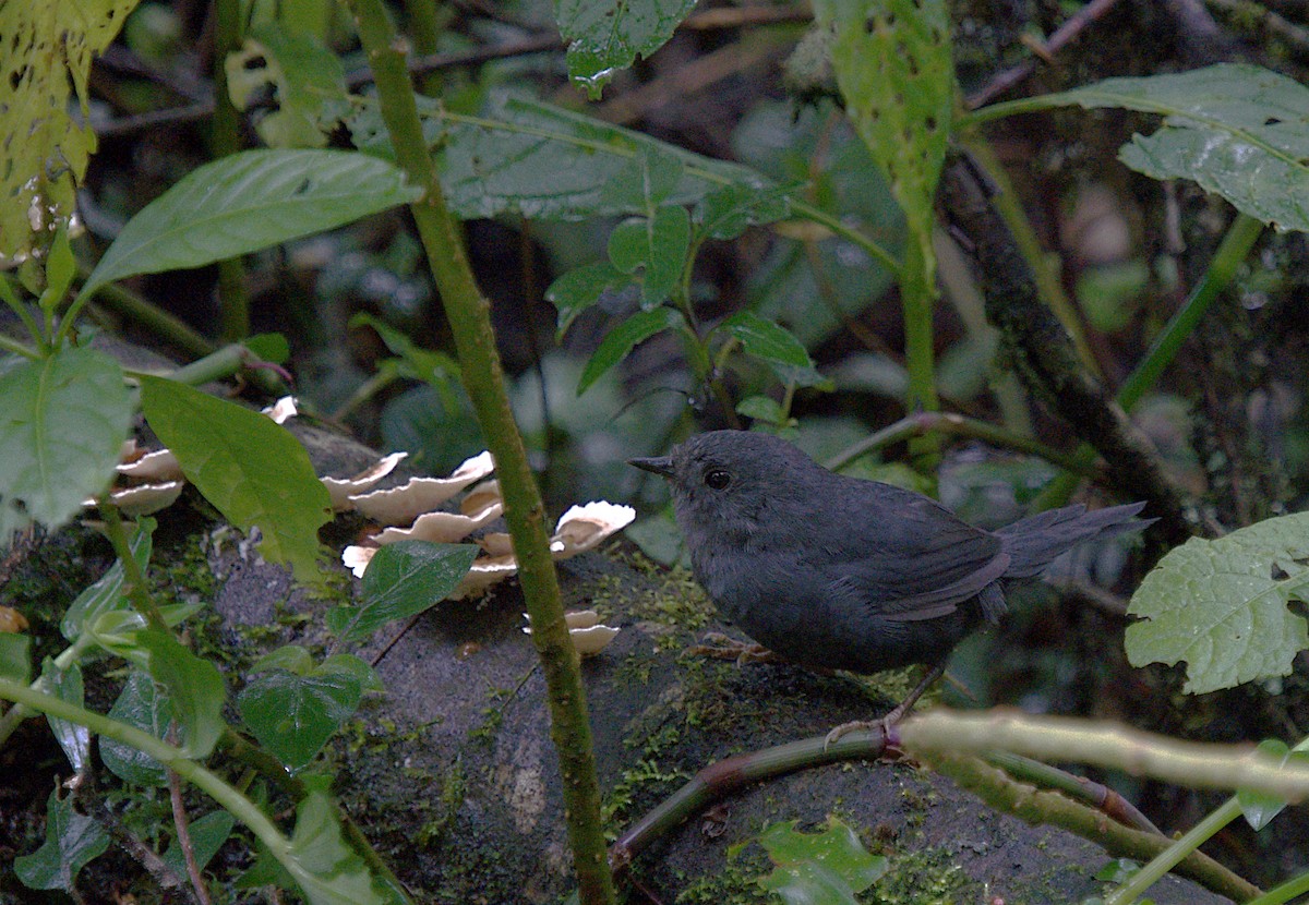 Mouse-colored Tapaculo - ML616190416