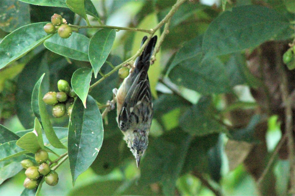Bay-breasted Warbler - Daniel de Jesus Garcia León