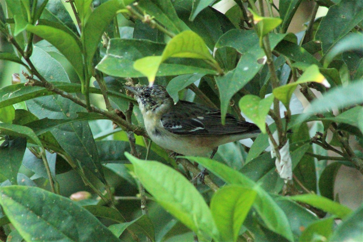 Bay-breasted Warbler - Daniel de Jesus Garcia León