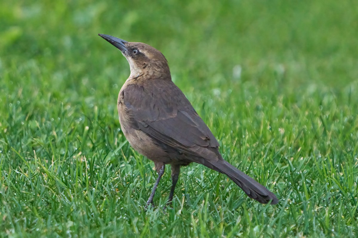 Great-tailed Grackle - ML616190569