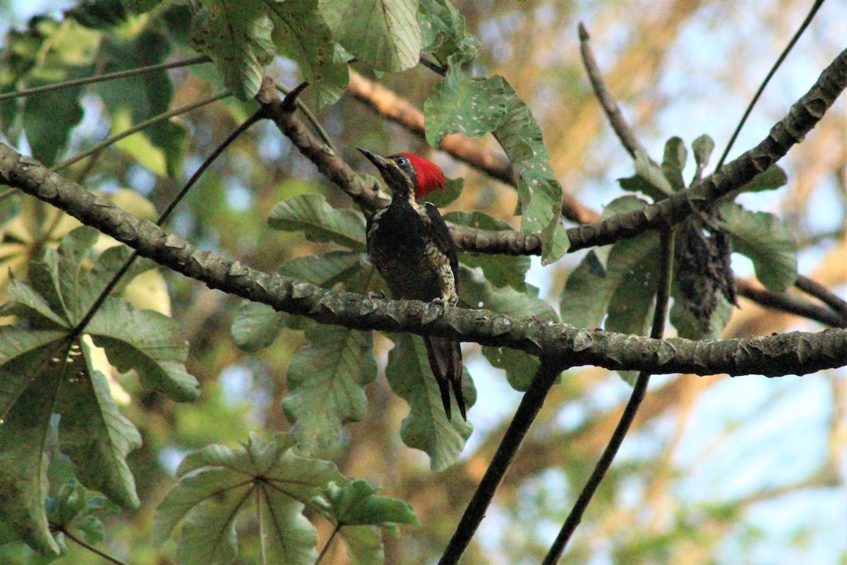 Lineated Woodpecker - ML616190578