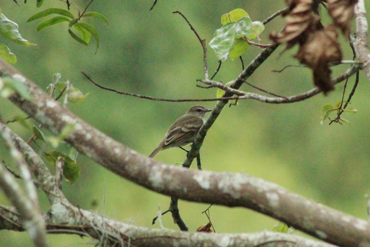 Northern Mouse-colored Tyrannulet - ML616190654