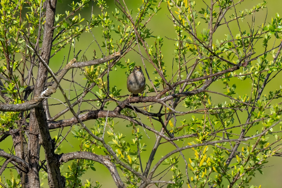 Golden-crowned Sparrow - ML616190732