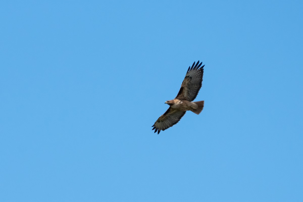 Red-tailed Hawk - ML616190754