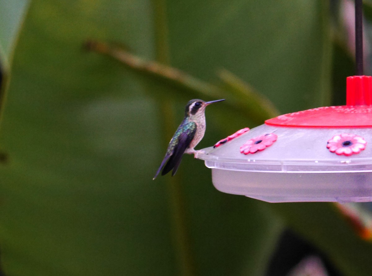Speckled Hummingbird - ML616190774