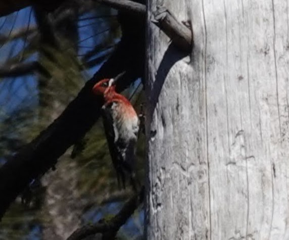 Red-breasted Sapsucker - ML616190823