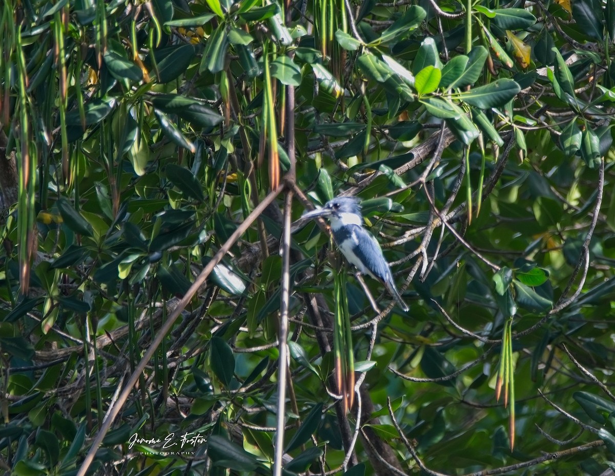 Belted Kingfisher - ML616190842