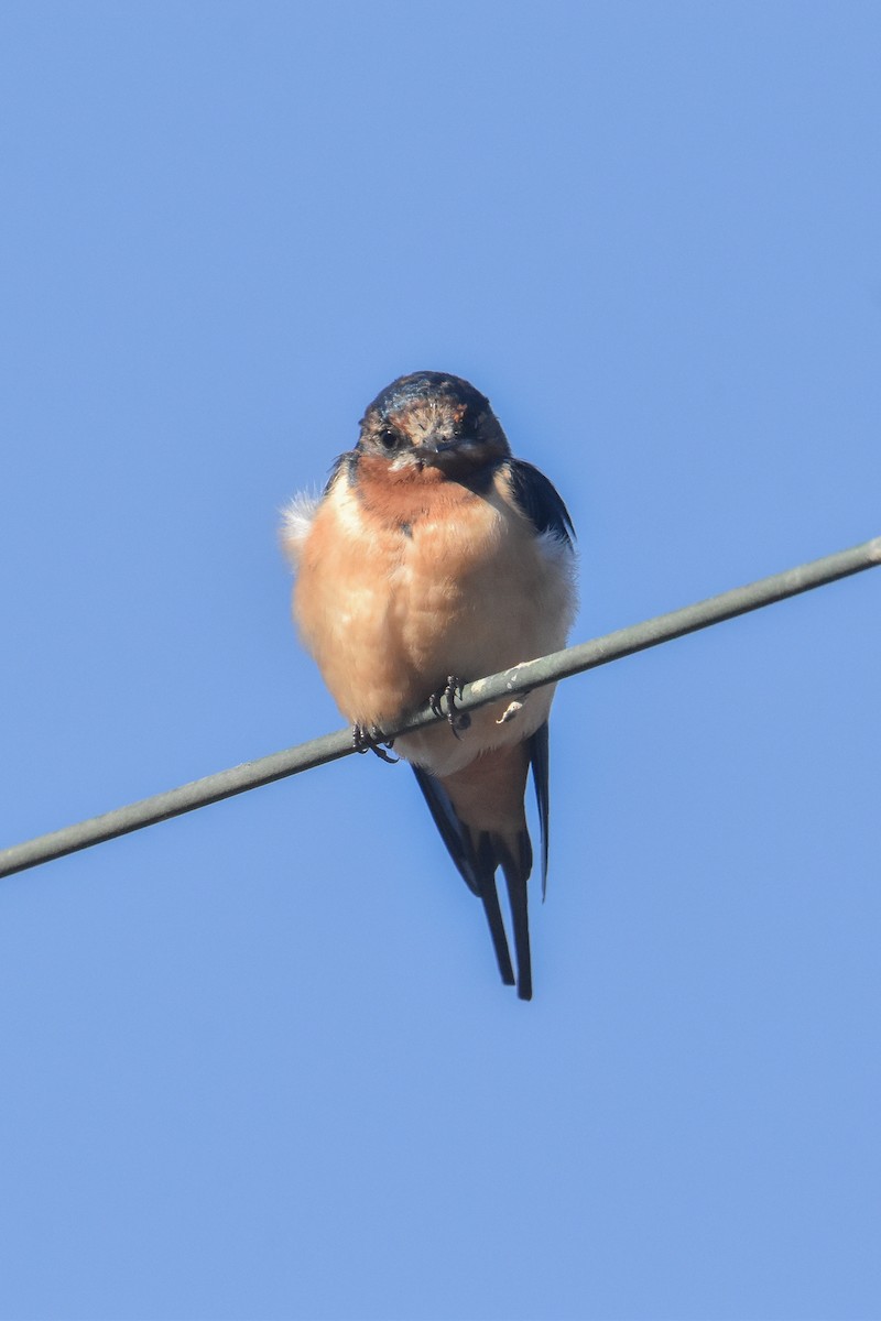 Barn Swallow - ML616191130