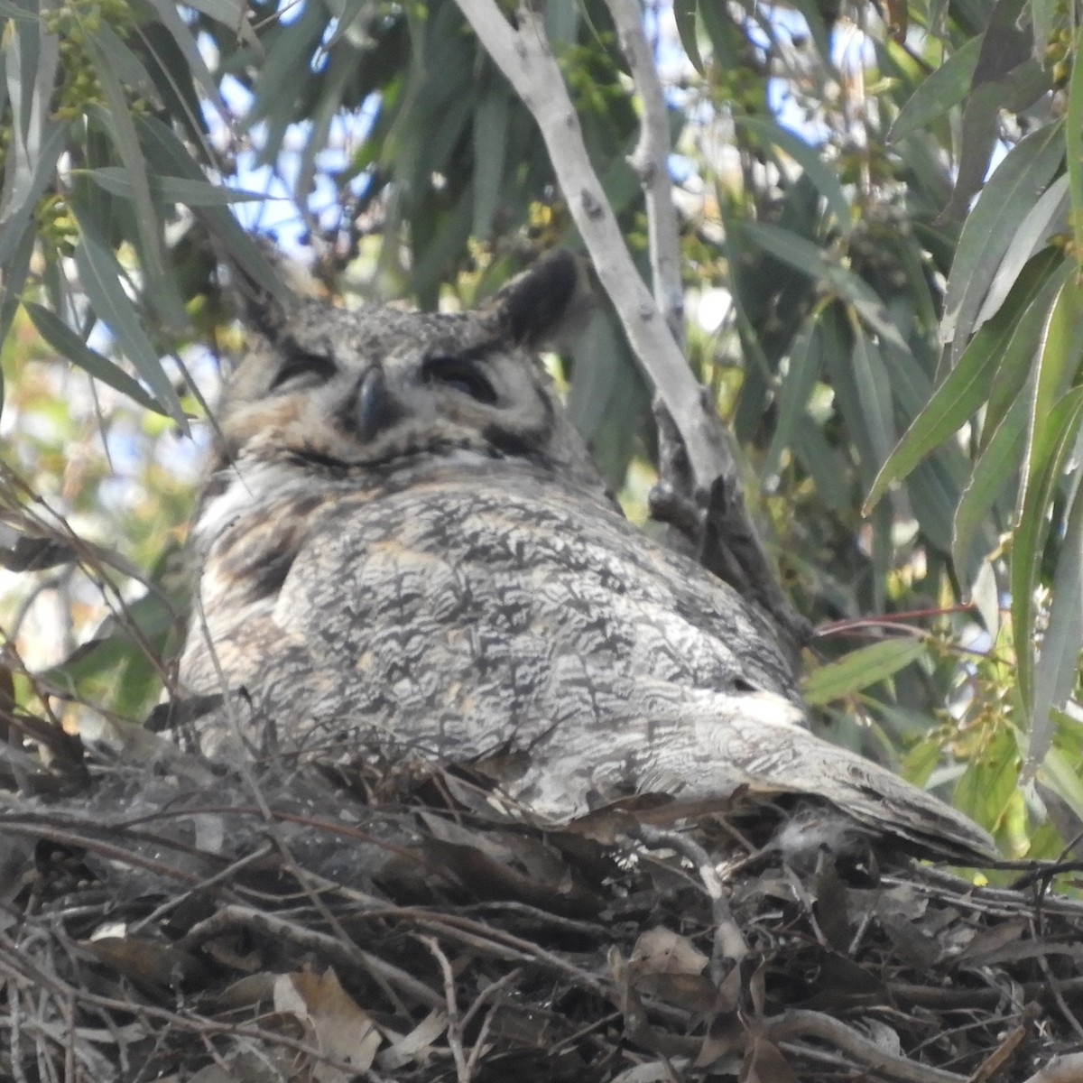 Great Horned Owl - ML616191325