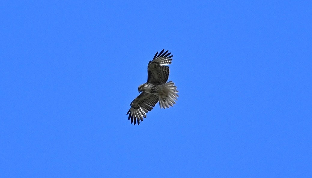 Red-tailed Hawk - ML616191345