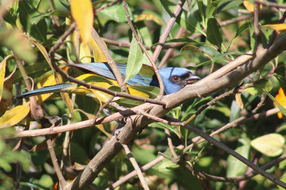Blue-and-yellow Tanager - ML616191415
