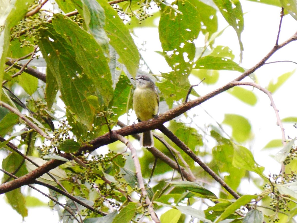White-fronted Tyrannulet (White-fronted) - ML616191442