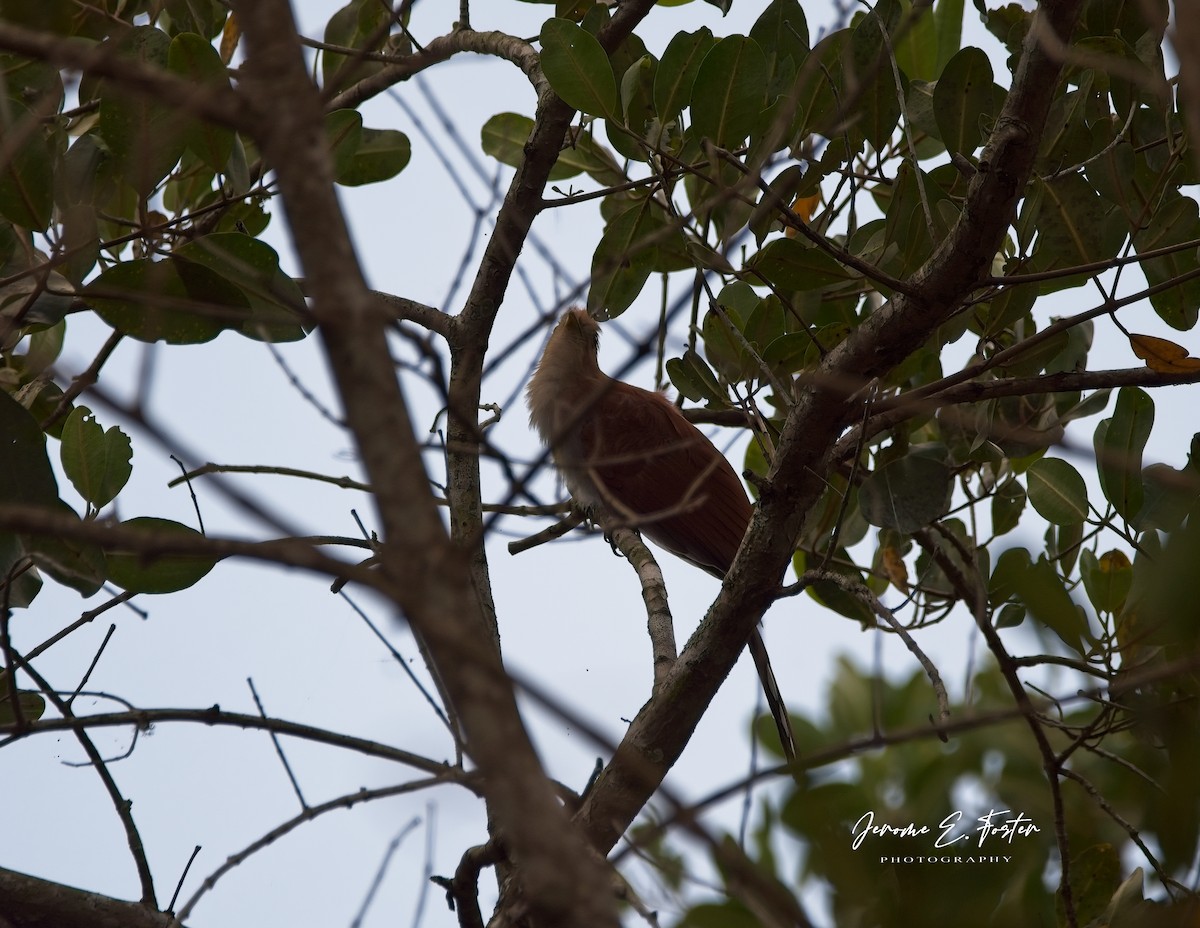 Squirrel Cuckoo - ML616191471