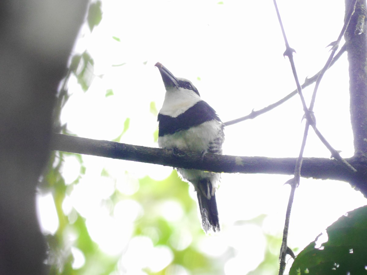 White-necked Puffbird - ML616191703