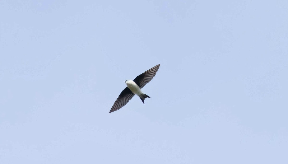 Golden Swallow - ML616191807