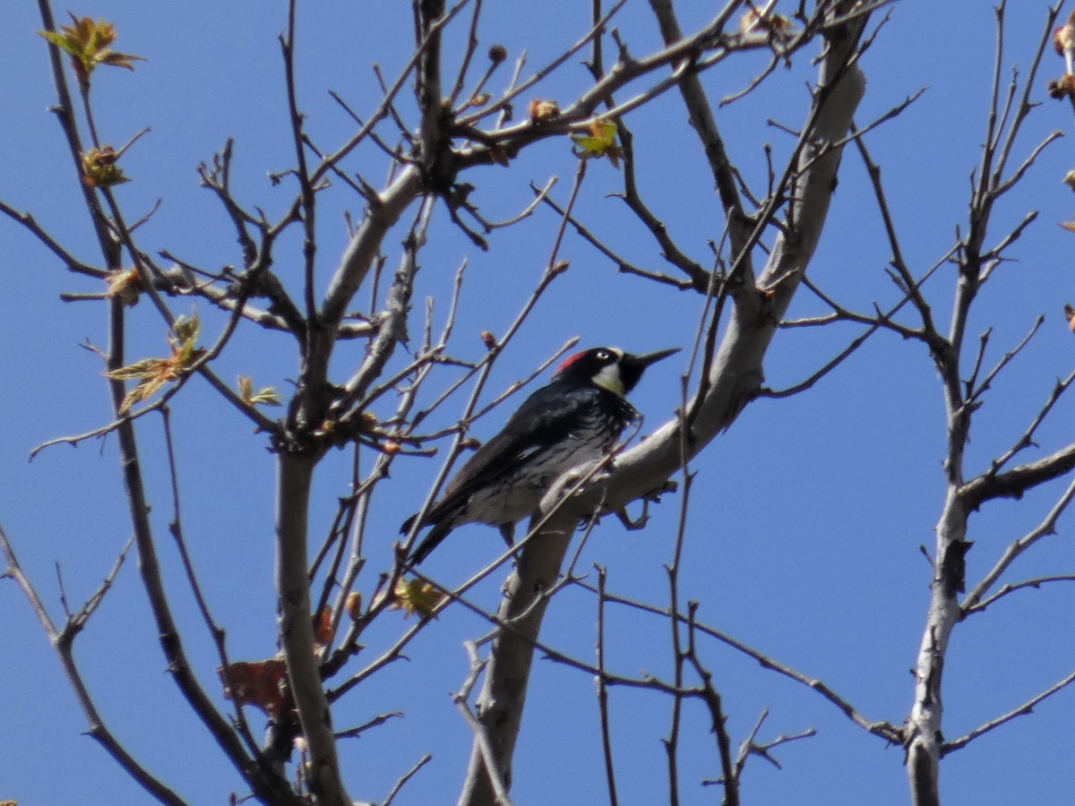 Acorn Woodpecker - ML616191810