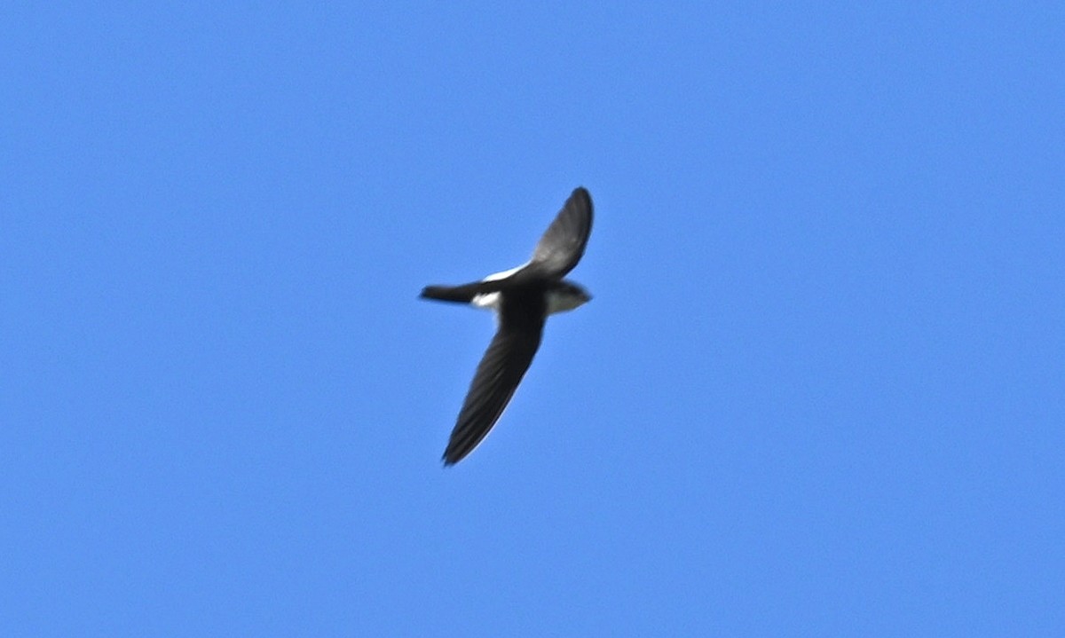 White-throated Swift - ML616191814
