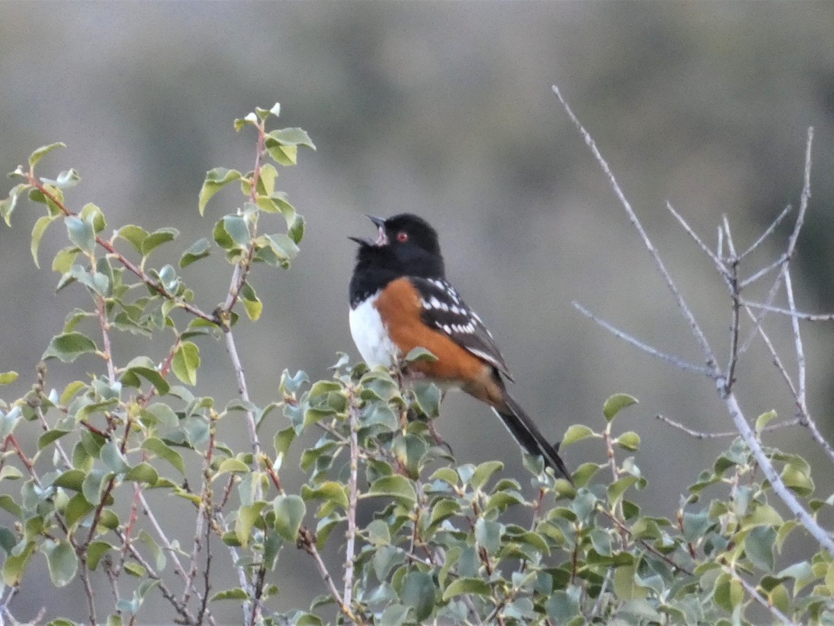 Spotted Towhee - ML616191850