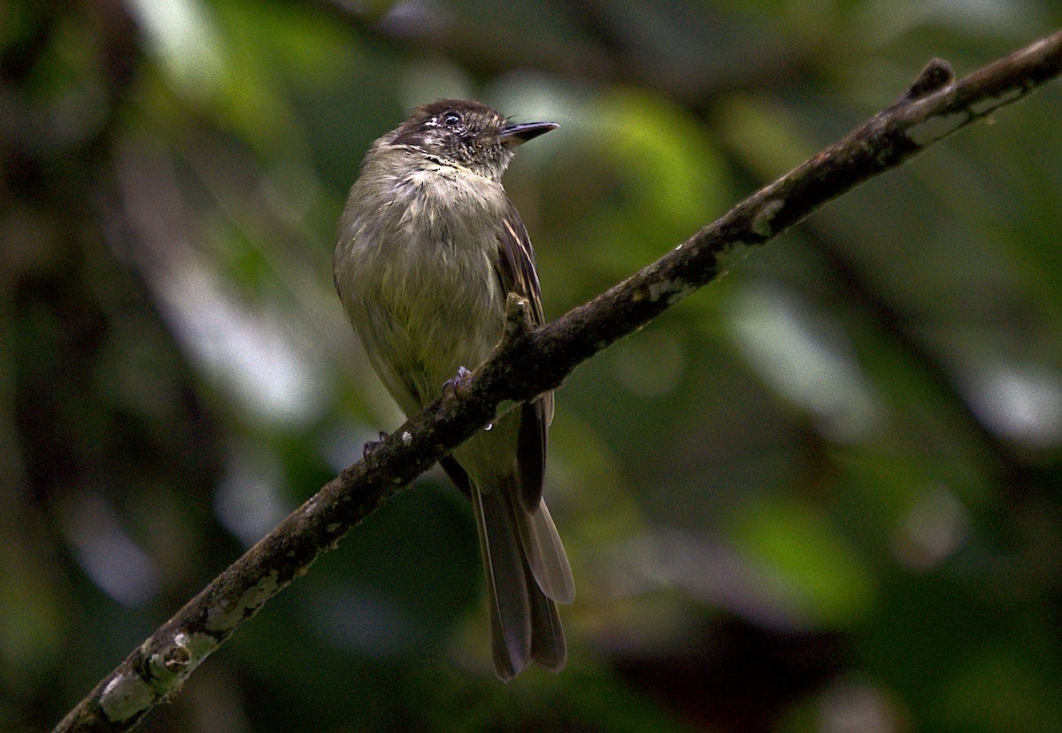 Sepia-capped Flycatcher - ML616191983